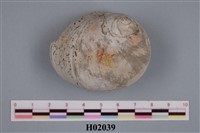 藏品(玉螺)的圖片